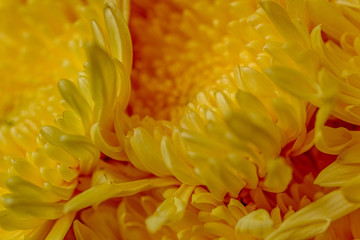 closeup of a flower