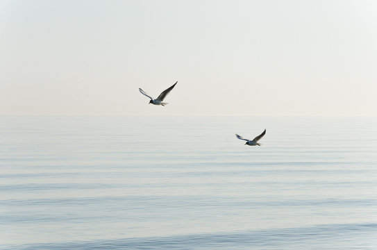 Birds Flying Over Sea