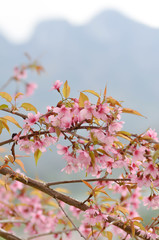 wild himalayan cherry or prunus cerasoides