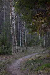 path in the forest