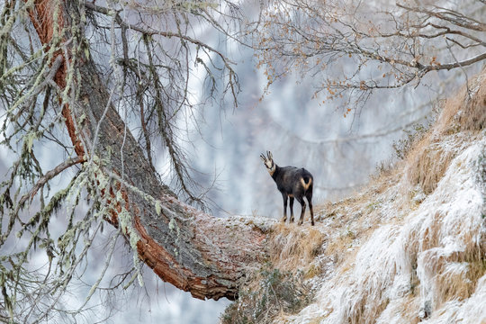 G&auml;mse in den Bergen Tirols