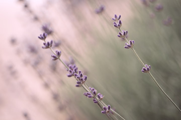 Lavender beautiful flowers