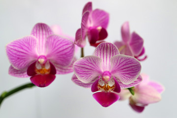 Fototapeta na wymiar Mini Orchid