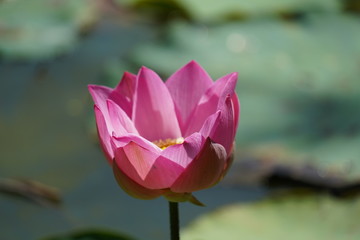 lotus in the pond