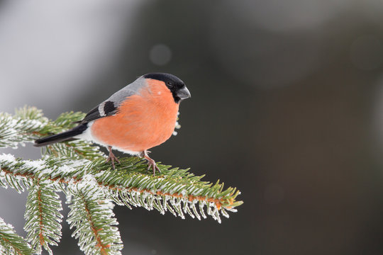 Gimpel an der Winterf&uuml;tterung