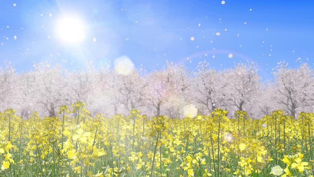 菜の花と桜_横ループ_太陽