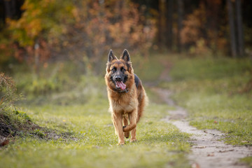 portrait of beautiful young long haired female german shepherd dog running fast on the road in...