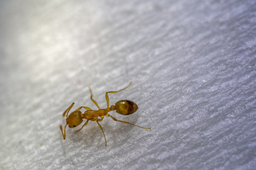 Red ant on white paper