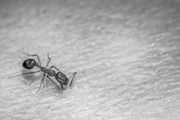 Red ant on white paper