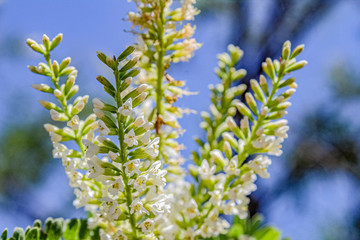 flowers on a background of blue sky