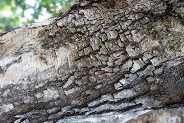 bark of a tree