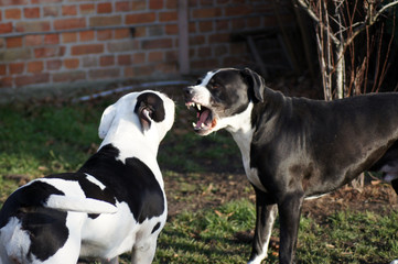Zwei Bulldoggen spielen miteinander Hundekampf