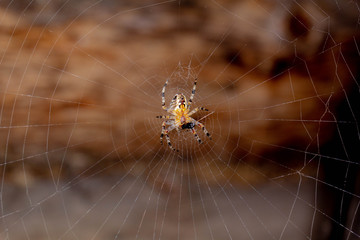 spider on the web