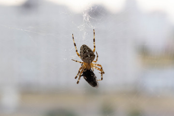 spider on the web