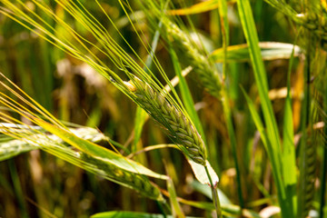 ears of wheat