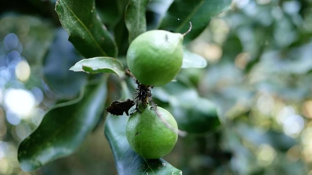 Fresh macadamia nuts hanging on its tree in the plantation.