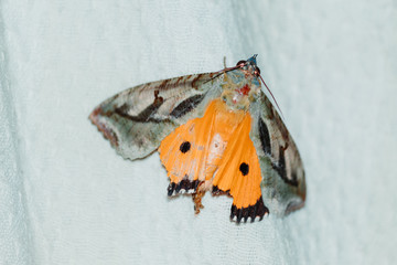 Fototapeta na wymiar Closeup shot of the moth 