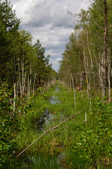 ditch with water in the forest