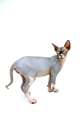 A purebred sphynx cat during a photo shoot. It is a hairless cat.