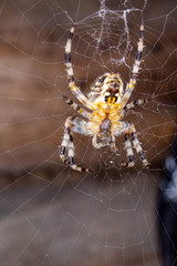 spider on the web