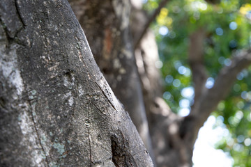 tree in the forest