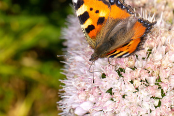 butterfly on flower