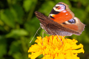 butterfly on flower