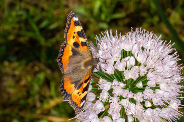 butterfly on flower