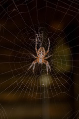spider on web