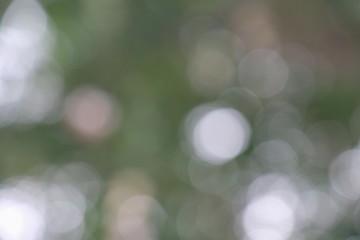 Obraz premium nature green and white bokeh background