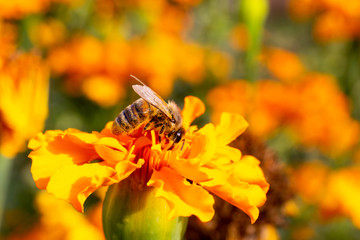 bee on flower