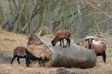 Kamerunschafe mit Lamm am Futterplatz - Ovis aries