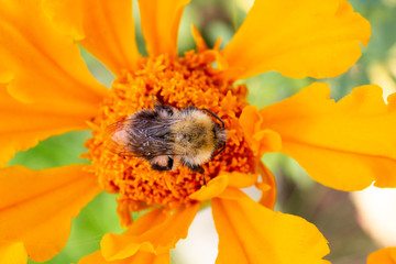 bee on flower