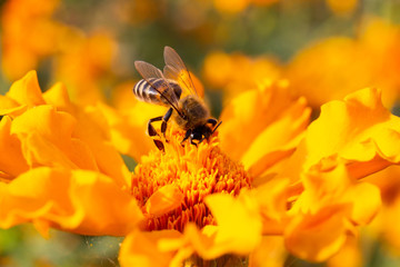 bee on yellow flower