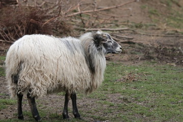 weißes Wollschaf auf der Weide