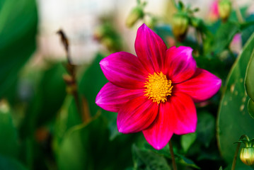 Fototapeta premium Dahlias flower growing in garden.