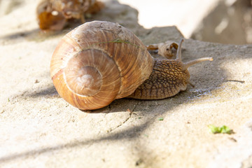 snail on the road