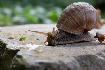 snail on the road