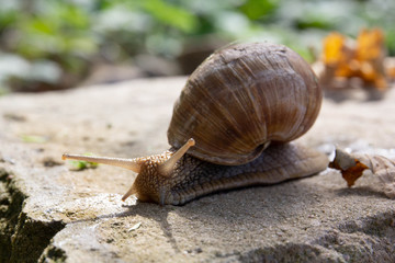 snail on the road