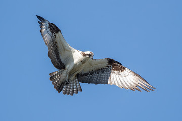 Osprey Flying