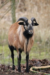 Fototapeta premium Schafbock - Widder - Ovis aries