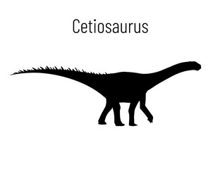 Cetiosaurus. Sauropodomorpha dinosaur. Monochrome vector illustration of silhouette of prehistoric creature Cetiosaurus isolated on white background. Stencil. Huge fossil dinosaur.