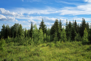 Fototapeta na wymiar Summer meadow landscape with tall blooming wild herbs on a background of forest and blue sky.