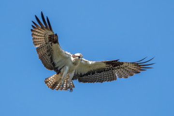 Osprey Hovering