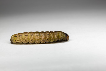 caterpillar