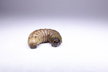 caterpillaron white background
