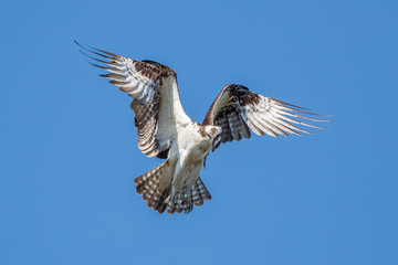 Osprey Flying