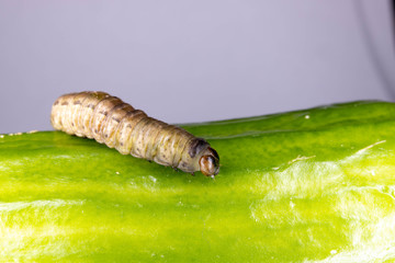 caterpillar on leaf
