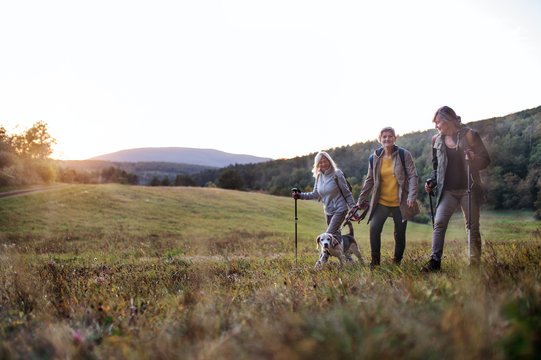 Senior women friends with dog on walk outdoors in nature at sunset.
