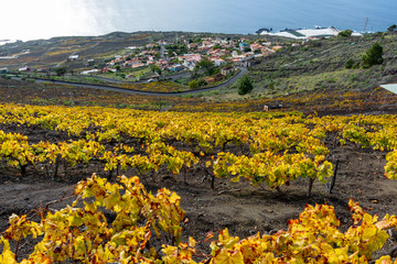 Fototapeta na wymiar Terraced vineyards located on mountains slopes near village Fuencaliente, south wine production region on La Palma island, Canary, Spain